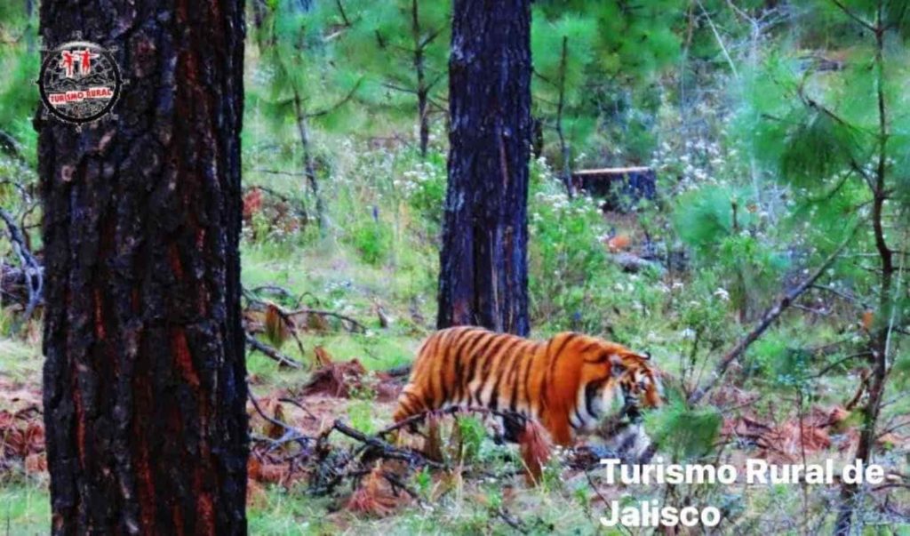 Gato 1 1 1024x603 - Tigre de bengala se pasea por carretera de Tapalpa; aseguran que ya fue capturado