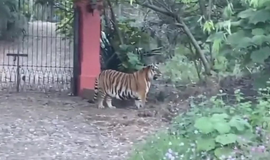 Gato 2 1024x609 - Tigre de bengala se pasea por carretera de Tapalpa; aseguran que ya fue capturado