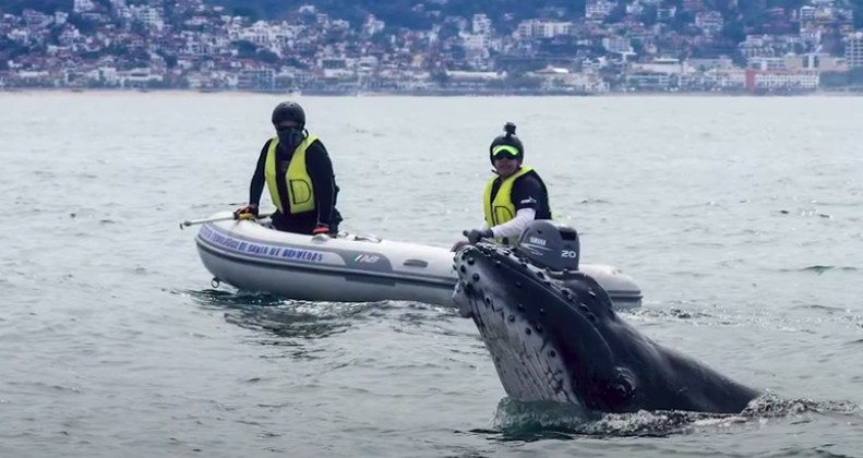 BALLENA2 - Aún quedan algunas ballenas jorobadas en la bahía de Banderas y piden no molestarlas