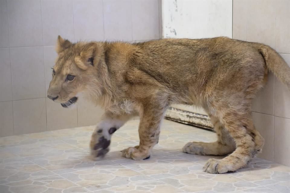 CACHORRO 2 - En malas condiciones capturan cachorro de león africano en Ecatepec, Estado de México