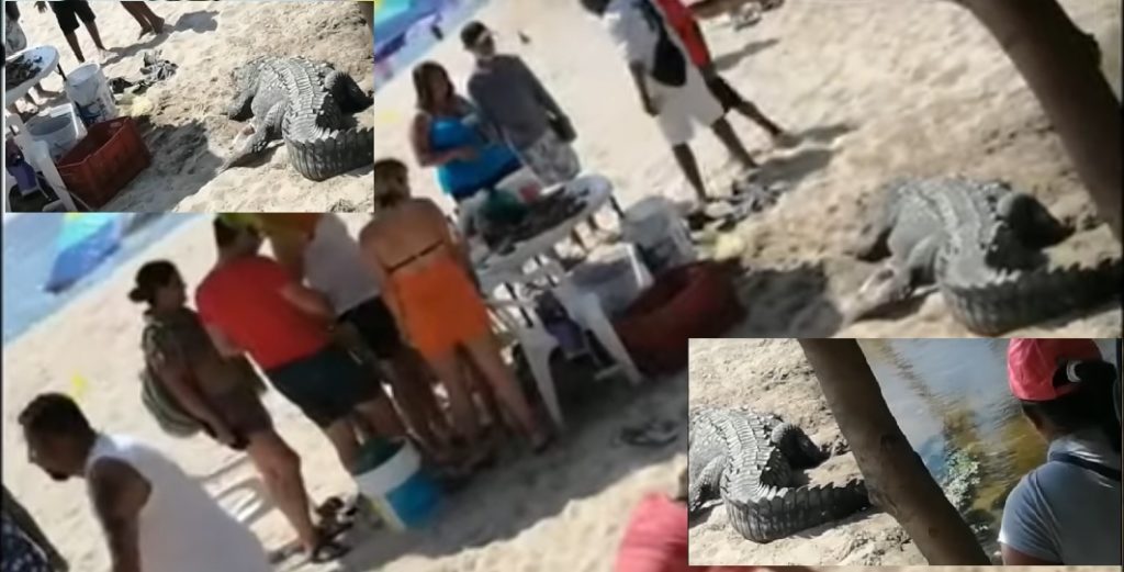 COCDRILO 1024x521 - Un cocodrilo toma el sol junto a una familia, en la playa Los Tules