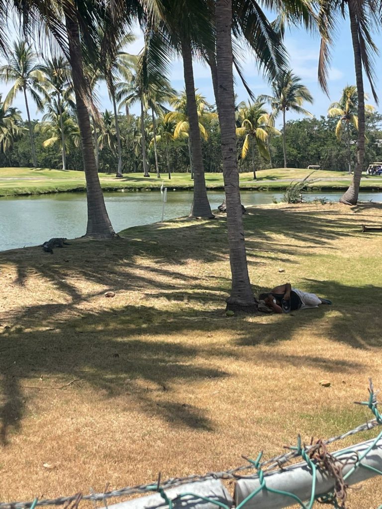 cocodriloo 768x1024 - Salvan de cocodrilo a un hombre que dormía en el campo de golf