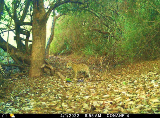 camarascaptanfaunasilvestreensierradevallejo1 - “Cámara trampa” hace visible la fauna silvestre en la selva de la Sierra de Vallejo