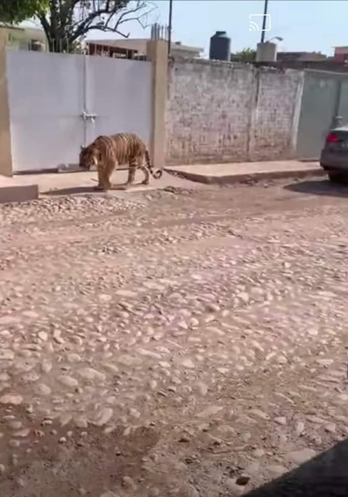 tigrepaseaporcallesdetecuala2 718x1024 - Tigre de bengala se pasea por calles del municipio de Tecuala