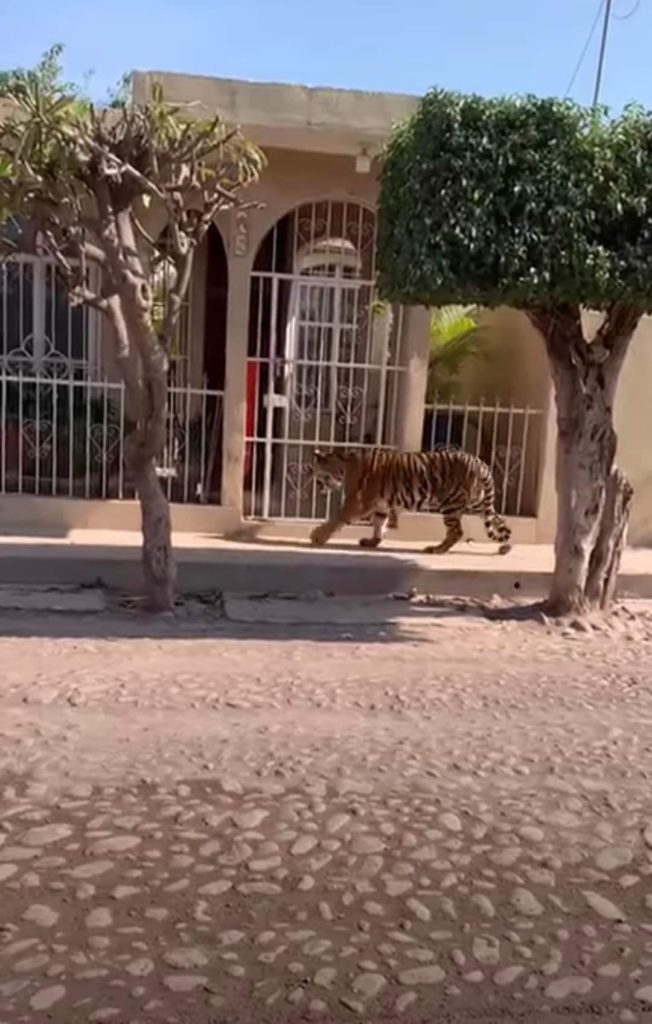 tigrepaseaporcallesdetecuala3 652x1024 - Tigre de bengala se pasea por calles del municipio de Tecuala