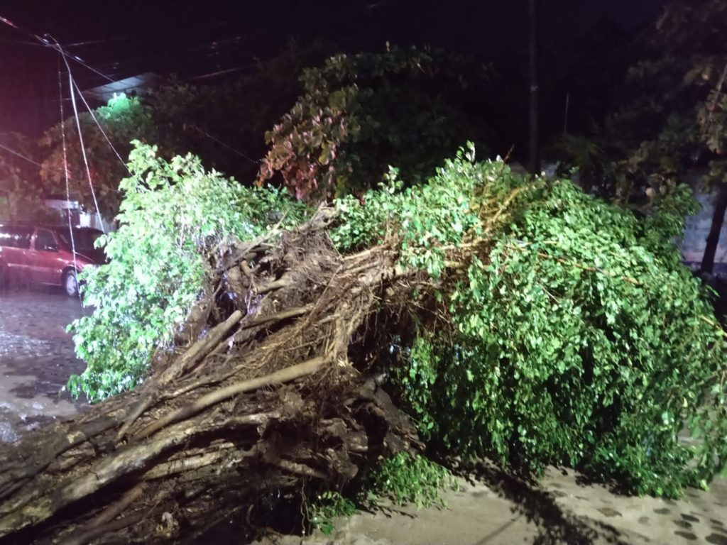 Saldodedanosporlatormentadelsabado3 1024x768 - Deslaves, árboles caídos y hombre arrastrado, saldo de la tormenta