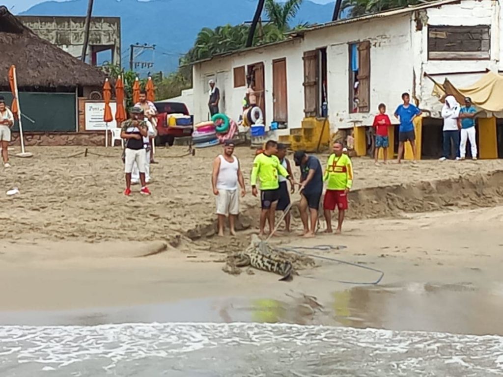 capturancocodriloenelmardevallarta2 1024x768 - Capturan cocodrilo en mar, frente a playa de la zona hotelera norte