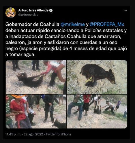 habitantesmatanaositonegroencoahuila2 - Habitantes torturan hasta la muerte a osito negro en Coahuila; Profepa alista denuncia
