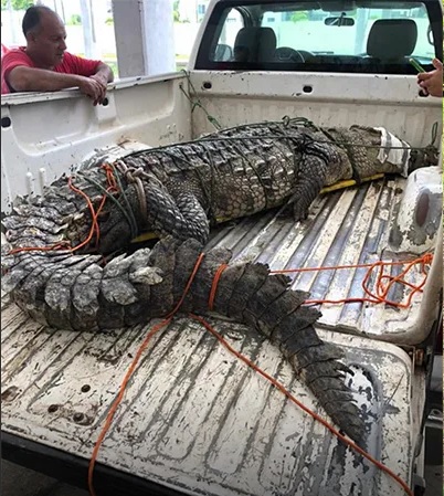 capturancocodriloencalledebahiadebanderas2 - Capturan cocodrilo de más de cuatro metros en una calle de Bahía de Banderas