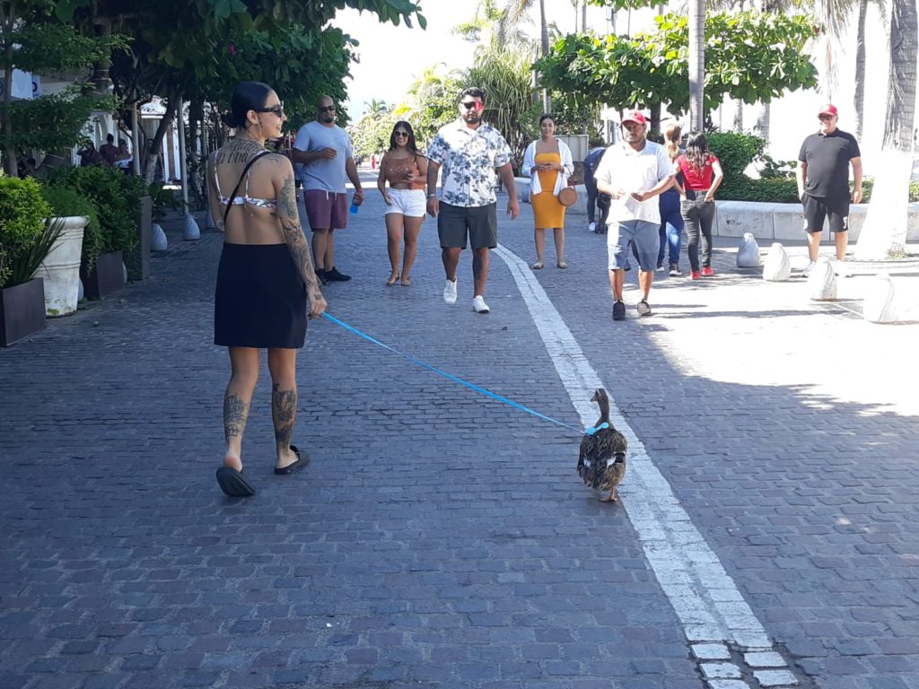 patitablancapaseaporelmalecondevallarta1 1024x768 - Patita se pasea por el malecón de Puerto Vallarta y causa sensación