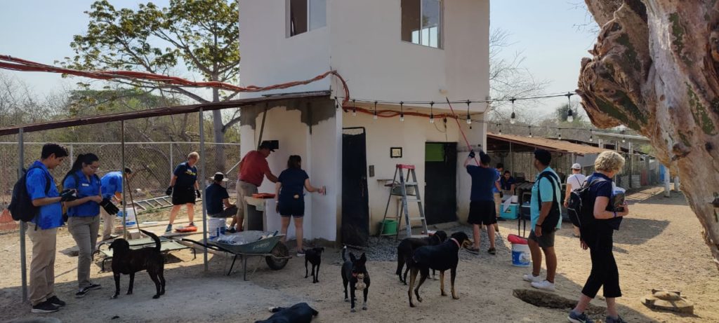 creanpuppylandiaenbahia1 1024x461 - Crean “Puppylandia” en el refugio canino “A Dogs New Life” de Bahía de Banderas