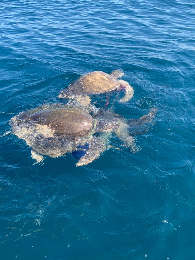 liberanatortugasenmalladas4 - Aparecen más tortugas golfinas enmalladas en aguas de la bahía