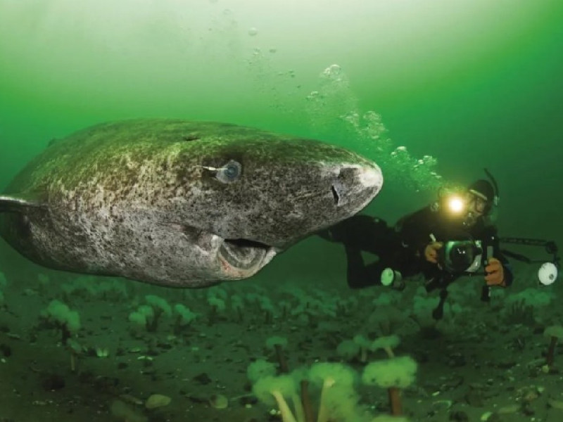 reaparecetibronmaslongevodelmundo - Reaparece en Belice el animal más viejo del mundo: el tiburón nacido en 1505