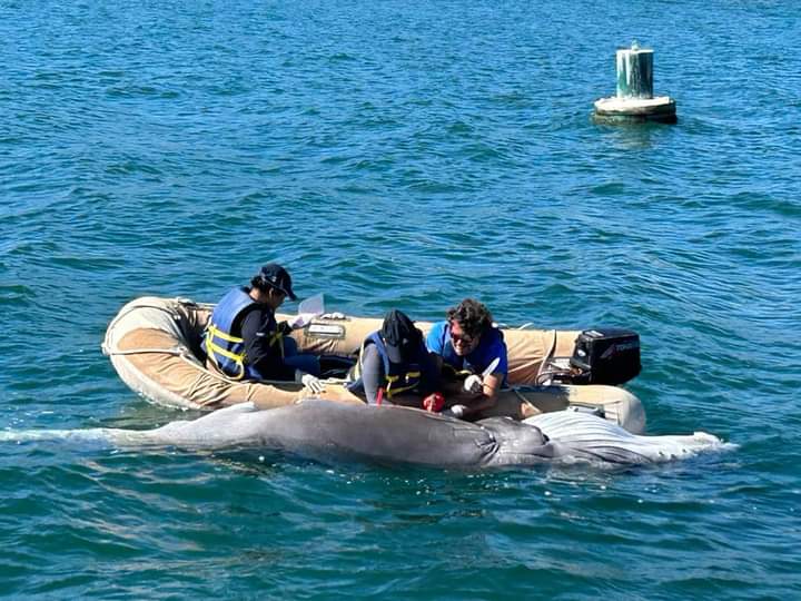 muereballenatoenlabahiadebanderas1 - Autoridades activan protocolo para sepultar cría de ballena muerta en la bahía