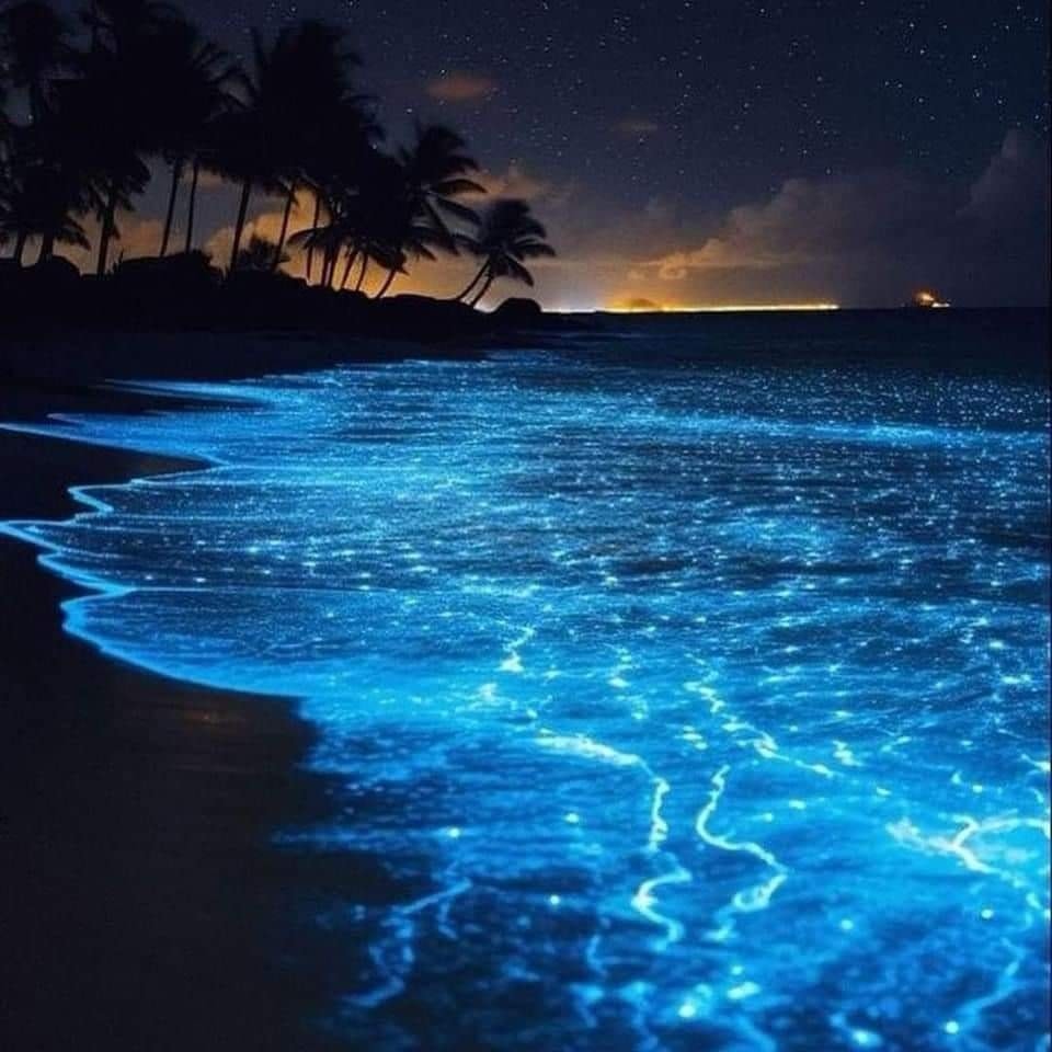 encantabioluminiscenciaenbucerias1 - Encanta a turistas la bioluminiscencia en las playas de Bucerías