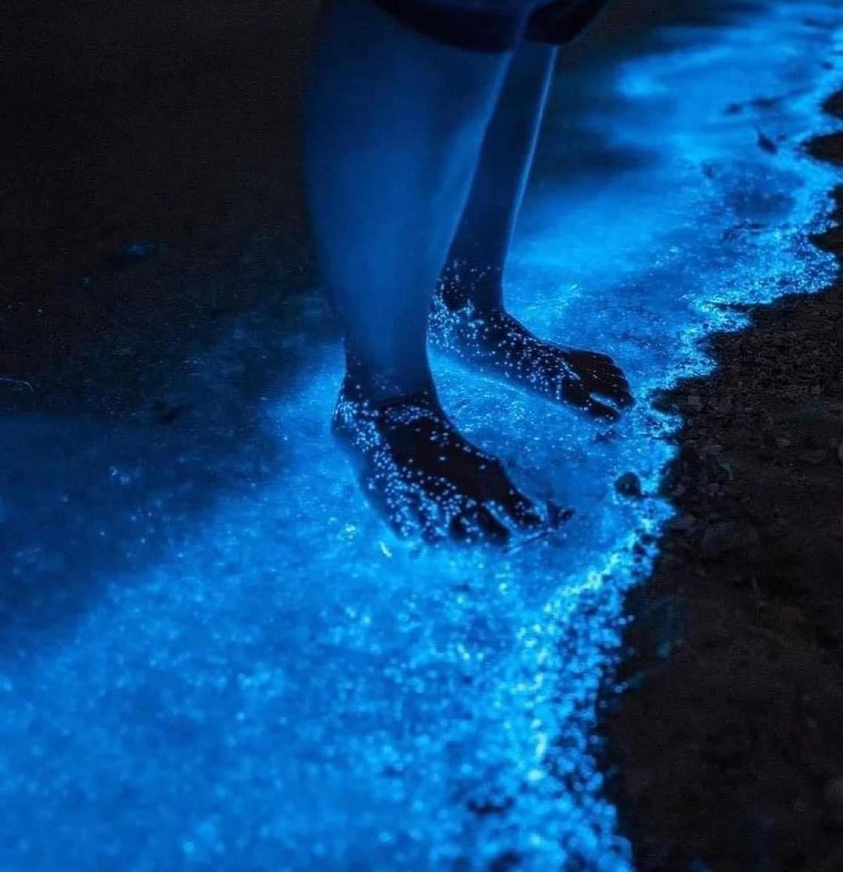 encantabioluminiscenciaenbucerias2 - Encanta a turistas la bioluminiscencia en las playas de Bucerías